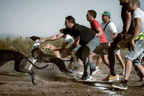 Greyhound racing Greyhound racing