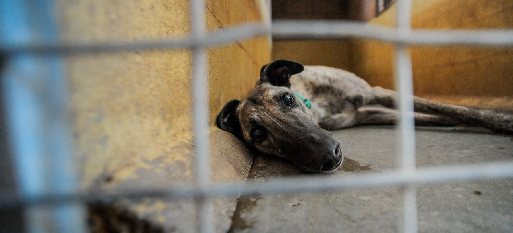 Save the galgos