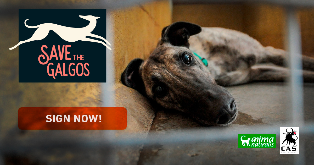 Save the greyhounds who suffer the cruelty of hunters and dog races Save the Galgos